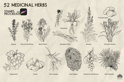 Medicinal herbs Part 2 Procreate stamp brushes Product Image 4