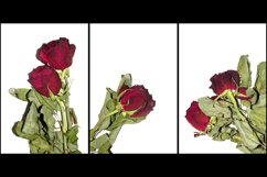 30 Dead Red Roses Floral Flower Background Dried Sadness
