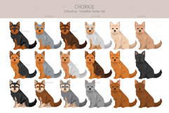 Chorkie, Chihuahua Yorkie mix Product Image 3
