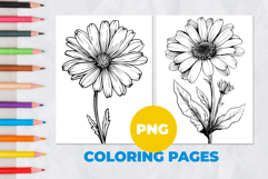 Chamomile flower Coloring Pages | Coloring book Product Image 1