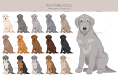 Weimardoodle. Weimaraner Poodle mix Product Image 3