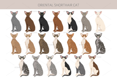 Oriental Shorthair cat Product Image 3