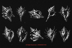 10 Bundle Dark Art Sea Shell Ocean Mollusk Clam Pearl Beach Product Image 6