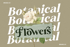 Ansilent - Modern Serif Font with Swash Product Image 4