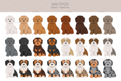 Maltipoo, Maltese Poodle mix Product Image 3