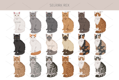 Selkirk Rex Cat Product Image 3