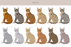 Ocicat clipart Product Image 3