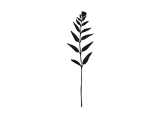 Botanical bundle - svg, png Product Image 7