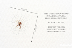 Spring Spider Webs Clipart Product Image 2