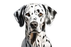 Dalmatian Dog Clipart | Watercolor Dog Clipart PNG Product Image 1