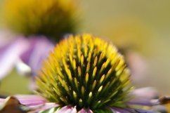 SET different blooming flowers with leaves in natural nature Product Image 11
