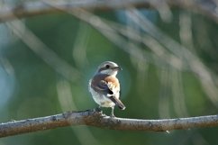 Lanius collurio on a branch Product Image 1