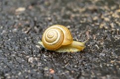 Big garden snail in shell crawling on wet road hurry home Product Image 2