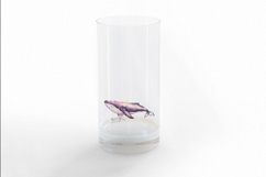 Cute Humpback Whale Marine Mammal PNG Summer Product Image 3