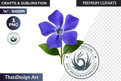 Flower Clipart PNG, Botanical Illustration Floral graphic Product Image 1