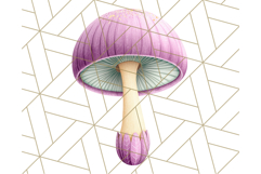 Mushroom Clipart, Realistic Forest Mushrooms PNG Product Image 5