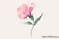 Sweet Pea Flower Watercolor Clipart Bundle PNG Product Image 20