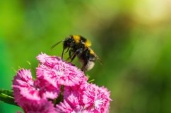 Stock Photo - Bright flowers of alpine carnations close-up Product Image 1