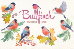 Watercolor bullfinch bird clipart Product Image 1