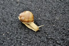 Big garden snail in shell crawling on wet road hurry home Product Image 16