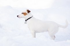 Jack Russell Terrier Product Image 1