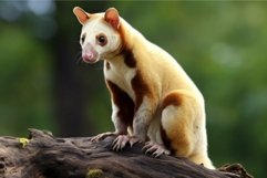 Sugar glider perched on a tree branch in natural habitat Product Image 1