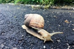 Big garden snail in shell crawling on wet road hurry home Product Image 25