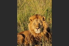 Majestic lion resting in the tall grass of the African savan Product Image 1