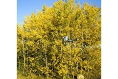 autumn specificity Product Image 1