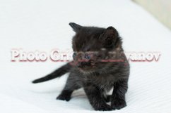 Stock Photo - Little kittens at home on a plaid. Product Image 1