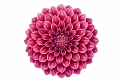 Watercolor soft floral arrangement clipart Product Image 1