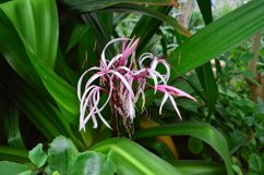 blooming flowers in the garden Product Image 1