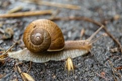 Big garden snail in shell crawling on wet road hurry home Product Image 5