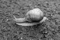 Big garden snail in shell crawling on wet road hurry home Product Image 13
