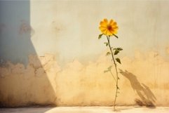 Lone sunflower against aged wall Product Image 1
