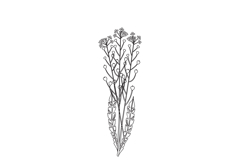Line art wildflower isolated on white background. Hand drawn Product Image 1
