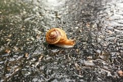 Big garden snail in shell crawling on wet road hurry home Product Image 15