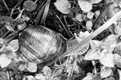 Big garden snail in shell crawling on wet road hurry home Product Image 4