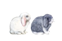 Rabbits watercolor clipart, pets, farm animals, rabbit breed Product Image 5