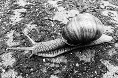 Big garden snail in shell crawling on wet road hurry home Product Image 6