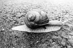 Big garden snail in shell crawling on wet road hurry home Product Image 19