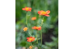 Stock Photo - Bright flower close-up on a summer day Product Image 1