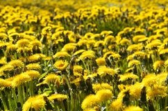 bright yellow blooming dandelions Product Image 1