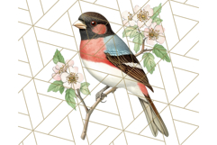 Vintage Song Bird Clipart PNG, Botanical Bird Art Clip Art Product Image 4