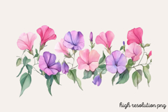 Sweet Pea Flower Watercolor Clipart Bundle PNG Product Image 21