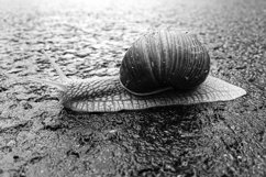 Big garden snail in shell crawling on wet road hurry home Product Image 4