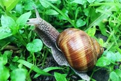 Big garden snail in shell crawling on wet road hurry home Product Image 1