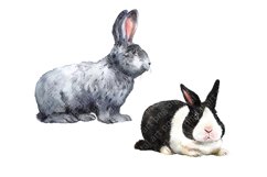 Rabbits watercolor clipart, pets, farm animals, rabbit breed Product Image 3