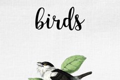 Bird Clipart Vintage Manakin Product Image 9