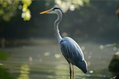 Grey heron standing next to river at sunset Product Image 1